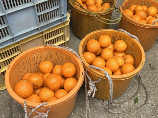 収穫後のかんきつ